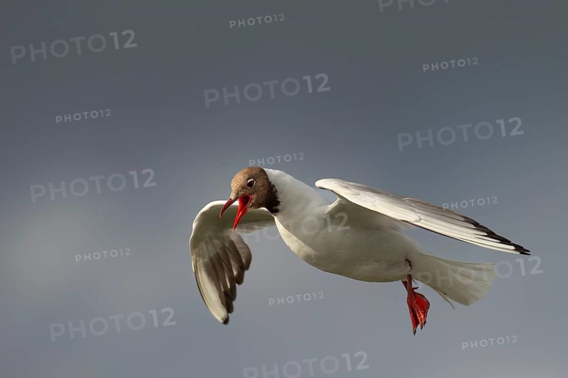 A black-headed gull (Chroicocephalus ridibundus) flies over the breeding colony on the North Sea, calling loudly, summer plumage, gull cry, gull call, flight photo, beach bird, coastal bird, July, Germany