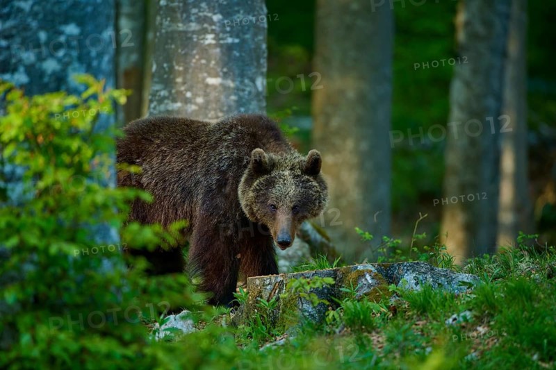 A brown bear peeks out from between the trees in the dense forest, European brown bear (Ursus arctos), Slovenia