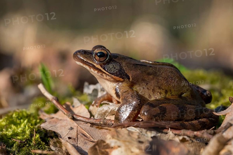 Agile frog, rana dalmatina, jumping frog, amphibians, amphibians, frog, frogs, amphibians