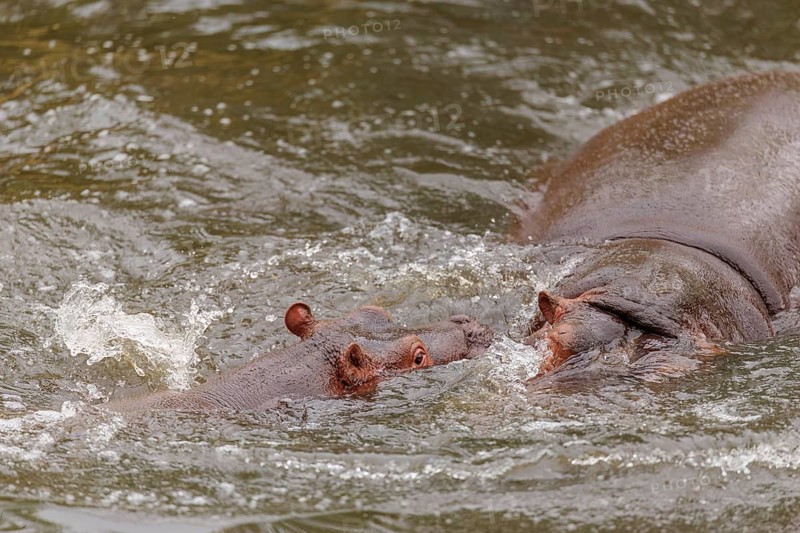 A young hippopotamus (Hippopotamus amphibius) plays in the water with its mother. Democratic Republic of the Congo, Uganda, Tanzania, Kenya, Ethiopia, Somalia, Sudan, Gambia, South Africa
