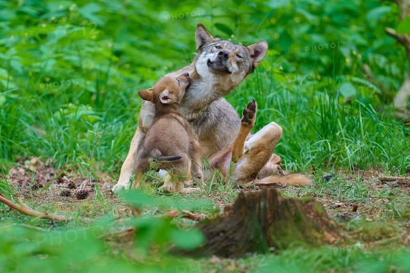 A wolf spends some tender moments with its cub in the forest, summer, wolf (Canis lupus), Germany