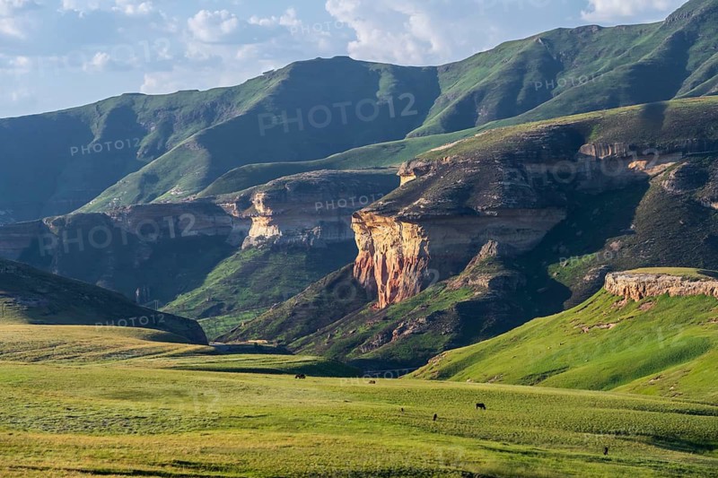 Grassland with sandstone cliffs and cliffs, landscape in Golden Gate Highlands National Park, Free State, South Africa