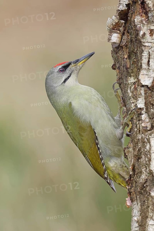 Grey-headed Woodpecker (Picus canus), a male perched on the trunk of a grey birch (Betula populifolia) whilst foraging, wildlife, woodpeckers, birds, nature photography, Wilnsdorf, North Rhine-Westphalia, Germany