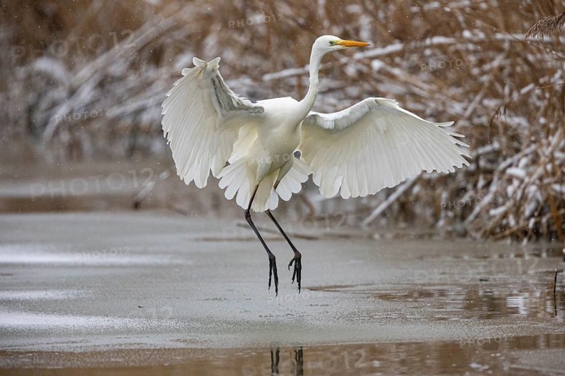 Great White Egret (Egretta alba) Germany