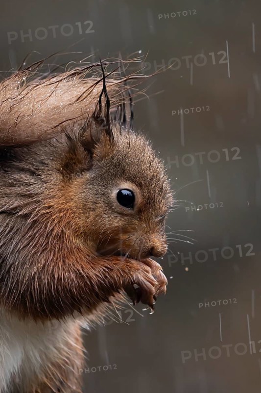 Red squirrel (Sciurus vulgaris) adult animal on a fence soaking wet in a rain storm, England, United Kingdom