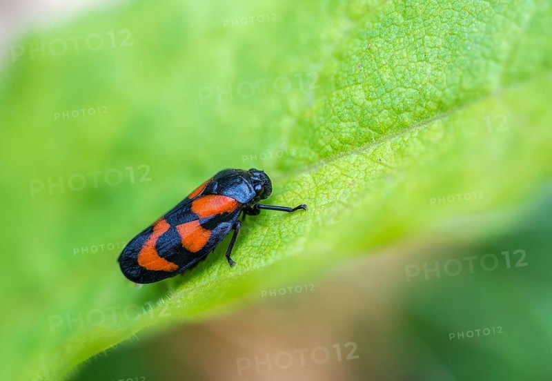 Blood cicada, cercopis vulnerata, cicadomorpha, common blood cicada, hemiptera, red-and-black froghopper, rhynchota, round-headed cicadas, beak kerves, froghoppers, insects, insects