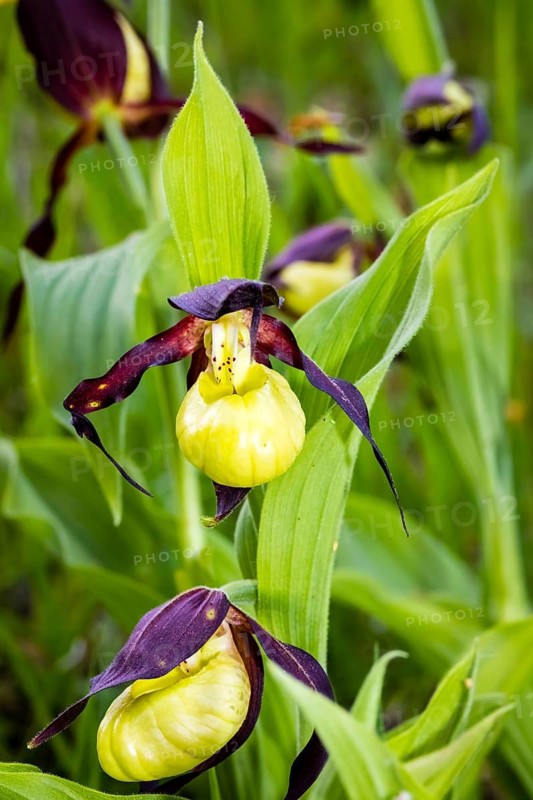 Orchids, Lady's slipper, (Cypripedium calceolus), Lower Saxony, Federal Republic of Germany