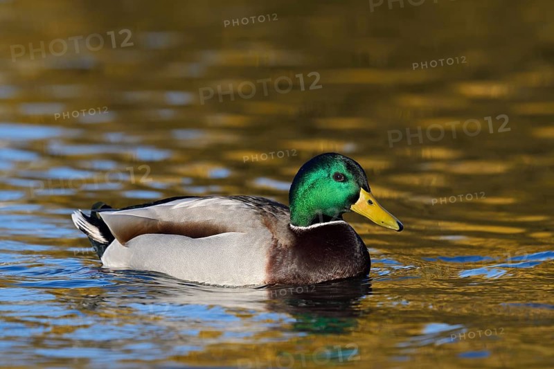 Mallard (Anas platyrhynchos), swimming drake, North Rhine-Westphalia, Germany
