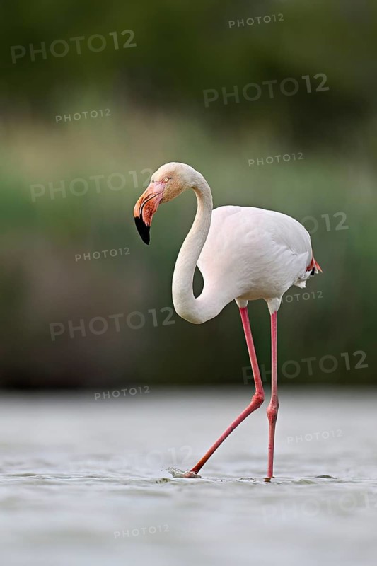 A greater flamingo (Phoenicopterus roseus), standing in the water, Camargue Regional Nature Park, southern France, France