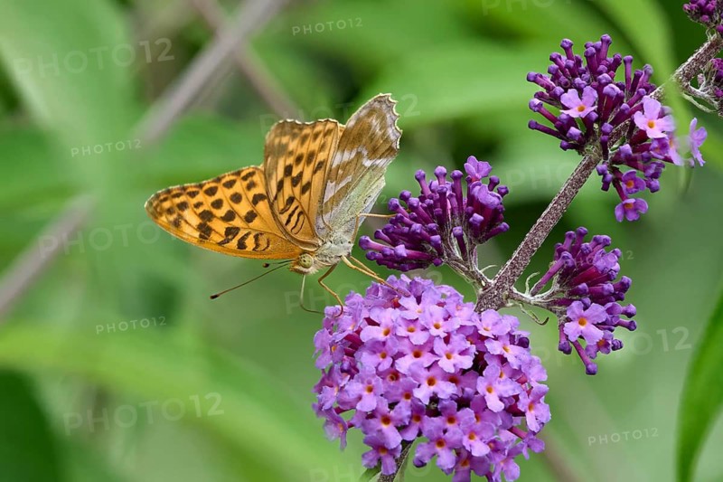 Silver-washed Fritillary (Argynnis paphia) butterfly Feeding on Purple Buddleia Flower with Soft Green Background