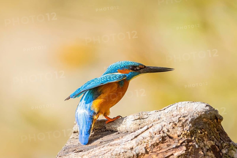 Kingfisher (Alcedo atthis) ml Germany