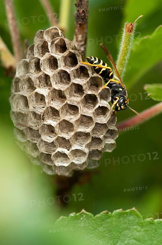 Eumenidae, hymenoptera, polistes nimpha, heath paper wasp, hymenoptera, polistes nimpha, solitary wrinkled wasps, vespidae, wrinkle wasp, field wasp, high size, portrait format, insects, insects