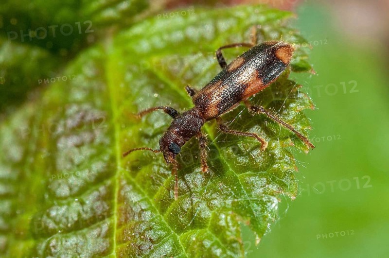 Furry checkered beetle, Opilo mollis, beautiful beetle, beetle, coleoptera, insects, beetles