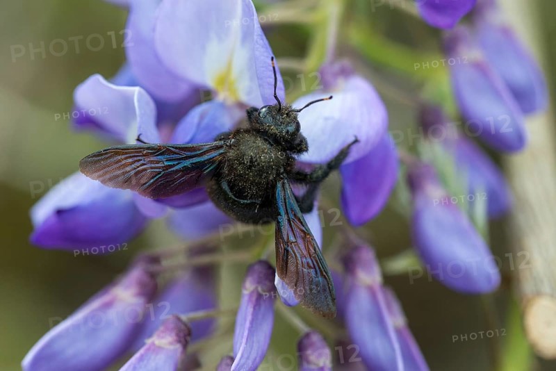 Apidae, bees, blue wood bee, large wood bee, hymenoptera, violet-winged wood bee, xylocopa violacea, insects, insects, violet carpenter bee