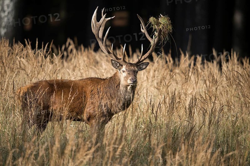 Artiodactyla, Cervus Elaphus, even-toed ungulate, cloven-hoofed, red deer, red deer, rotting, deer, mammals, mammals