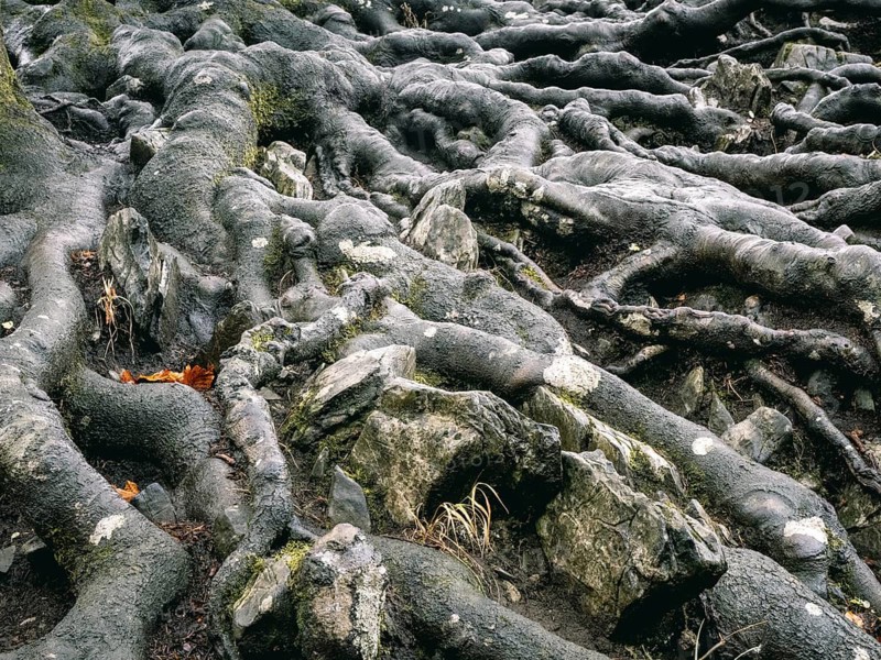 Branched beech roots dig into the soil, Sauerland, North Rhine-Westphalia, Germany