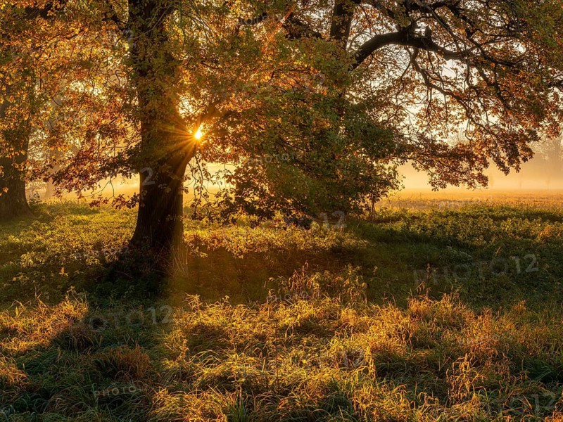 Morning atmosphere in the flower ground in autumn, old oak trees in meadow with morning fog at sunrise, the sun breaks through colorful leaves, Naumburg, Saxony-Anhalt, Germany