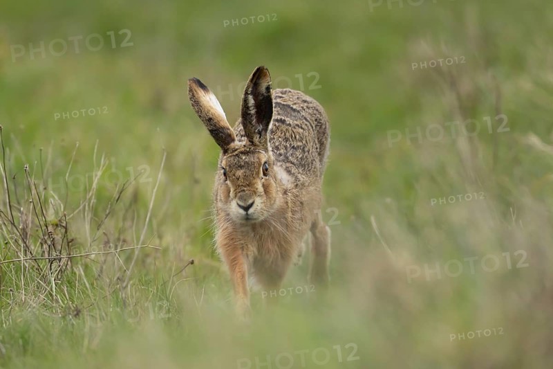 European brown hare (Lepus europaeus) adult animal running in grassland, England, United Kingdom