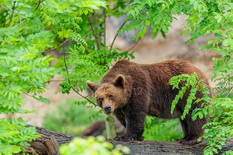 A female brown bear (Ursus arctos arctos) stands on a tree trunk in dense vegetation in hilly terrain. Transylvania, Romania