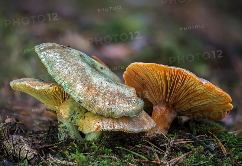 Spruce blood irritant, spruce irritant, lactarius deterrimus, coniferous forest stimulant, false saffron milkcap, fungi, orange milkcap, mushrooms, stimulant