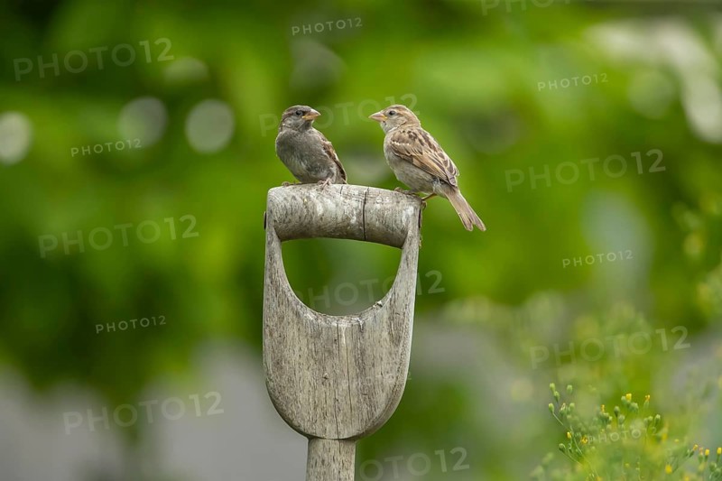 House sparrow (Passer domesticus) adult birds on a garden fork handle, England, United Kingdom