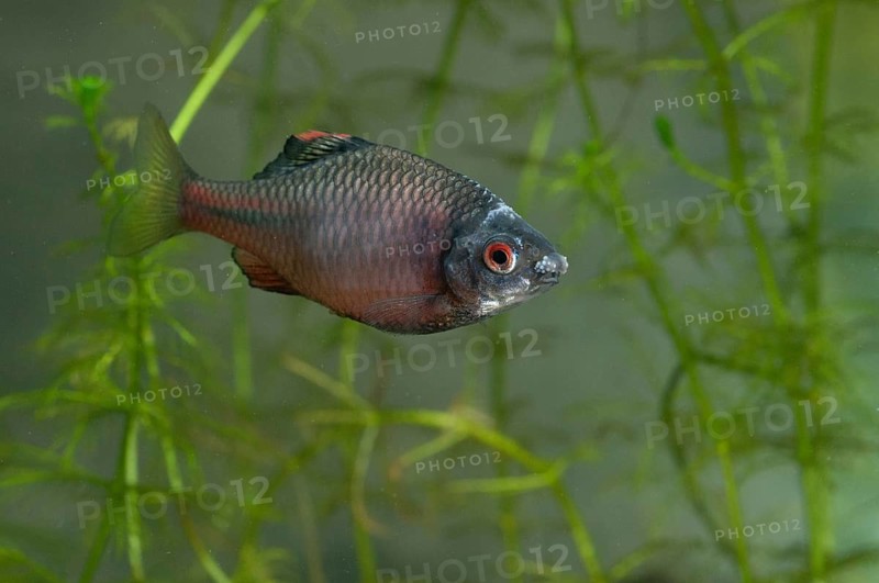 Bitterling, Rhodeus Amarus, Rhodeus Sericeus Amarus, Pisces, Fishes, Pisces