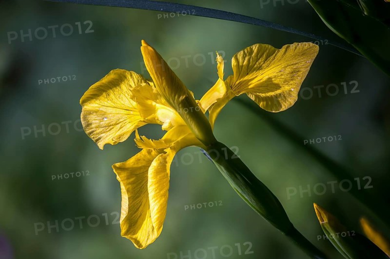 Yellow iris, iridaceae, iris pseudacorus, iris, iris, iris, marsh iris, water iris, flora, lever, plants, water flag, yellow iris