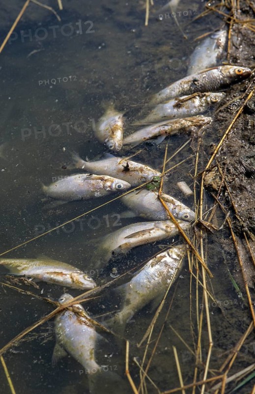 Death, fish death, high size, portrait format, disaster, dead, environment, environmental damage, environmental pollution
