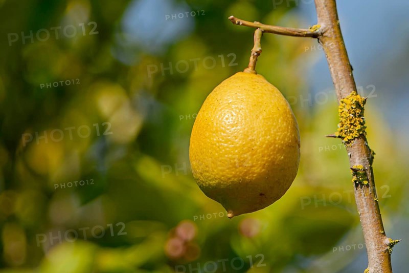 A single lemon hangs on a branch against a blurred green background in sunlight, Majorca, Balearic Islands, Spain