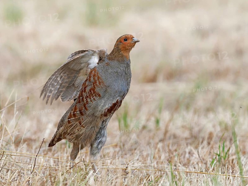 Partridge (Perdix perdix), a cock stretching out on a mown meadow, Solms, Hesse, Germany