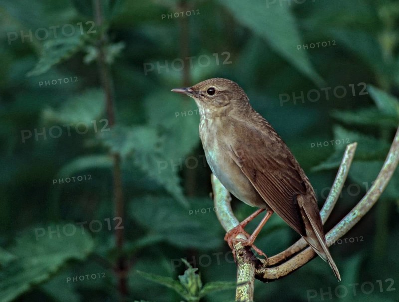Locustella fluviatilis, river warbler, swirl, birds, passeri, songbirds, birds