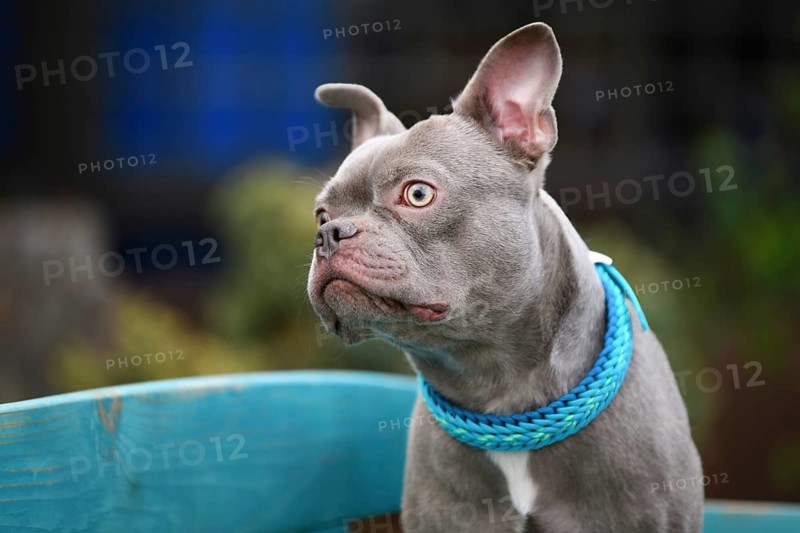 Portrait of healthy lilac brindle French Bulldog with long snout and improved breathing anatomy wearing woven paracord collar