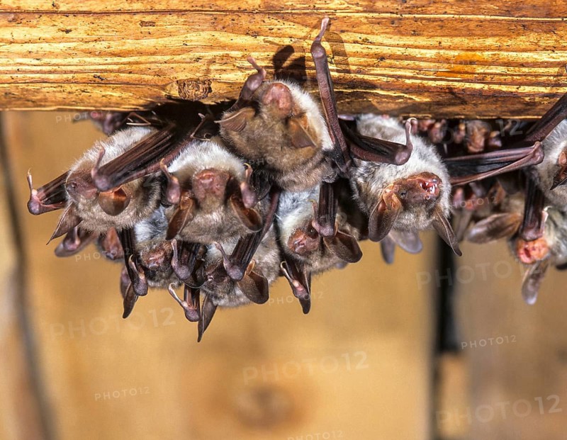 Greater mouse-eared bat, mouse-ear, myotis myotis, bats, chiroptera, ffh, bats, mammals, mammals, weekroom