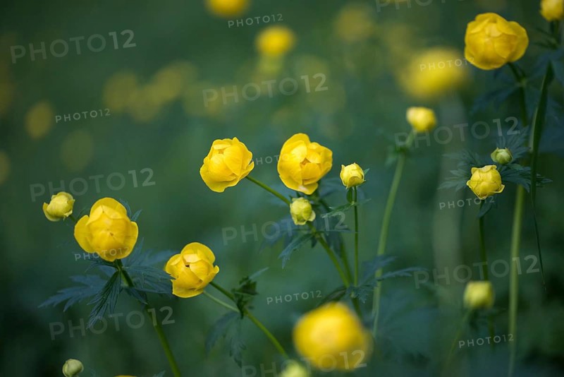 Budabin seed, buttercup, butter ball, butterrose, globe flower, goldhead, buttercup, ball ranunculus, ranunculaceae, trollflower, trollius europaeus, flora, plants, plants