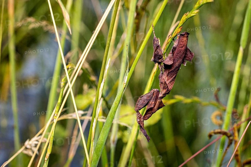 A brown insect camouflaged amongst green reeds in natural light: a ghost mantis in a meadow near Windhoek, Namibia (Phyllocrania paradoxa)