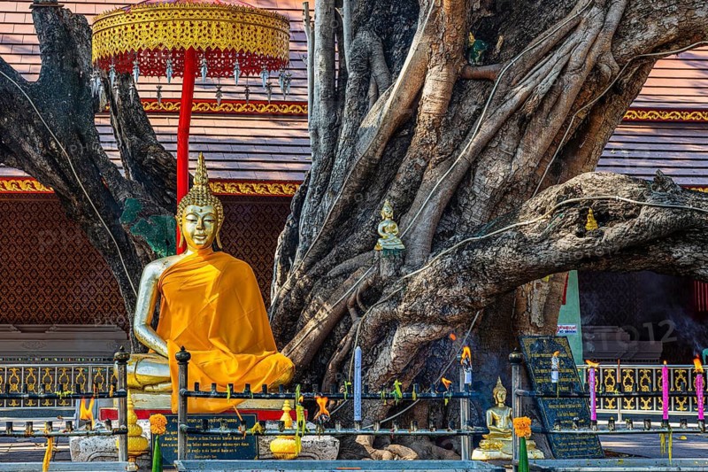 Golden Buddha statue under a giant banyan tree, Buddhist temple complex Wat Phra That Si Chom Thong, near Chiang Mai, Chiang Mai Province, Thailand