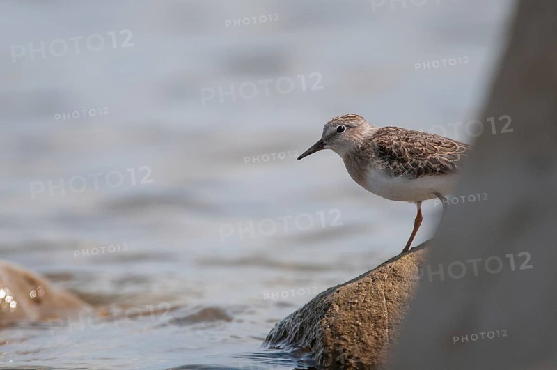 Calidris temminckii, temminck's stint, temminck sandpipers, birds, charadriiformes, limikolen, snipe birds, scolopacidae, birds, waders, waders
