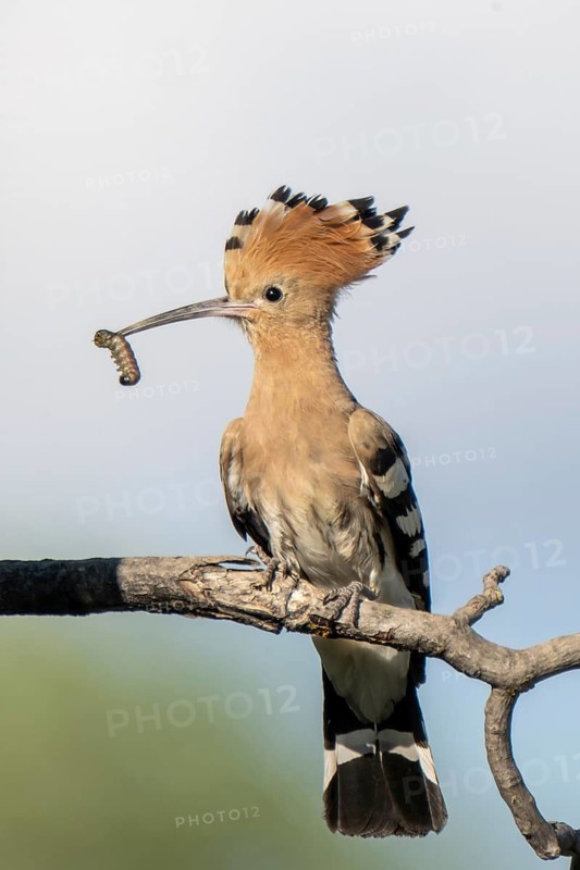 Hoopoe (Upupa epops), perched on a branch with food in its beak, Lower Austria, Austria