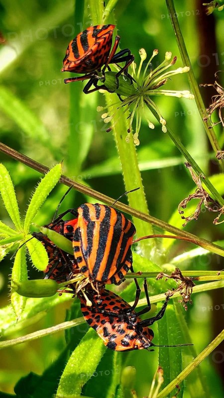 Close-up: red-and-black-striped leafhoppers (Graphosoma italicum) crawling on green leaves, Stadtsteinach, Steinachklamm, Frankenwald nature park Park, Upper Franconia
