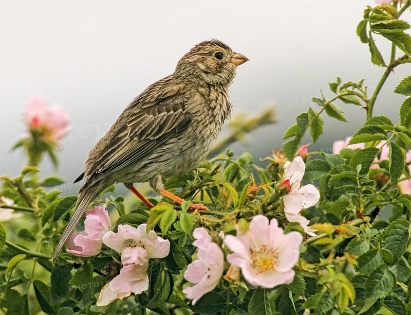 Corn Bunting, Emberiza Calandra, Grizzly Bunting, Miliaria Calandra, Birds, Leo, Male, Passeri, Songbirds, Birds