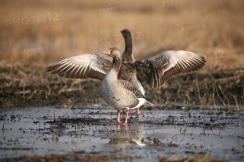 Greylag goose (Anser anser) adult birds on a flooded field, Allgäu, Bavaria, Germany