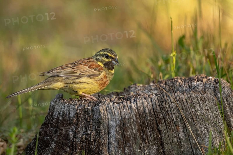 Male Cirl Bunting (Emberiza cirlus) Cirl Bunting perches on a stump. Green grass surrounds it. Sun is shining. Lower Rhine Alsace, France