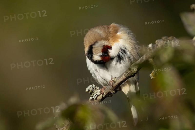 European goldfinch (Carduelis carduelis) adult garden bird preening on a tree branch, England, United Kingdom