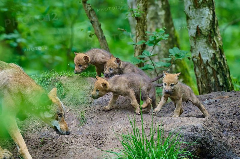 Wolf cubs playing on the ground in a green forest, wolf (Canis lupus), Germany