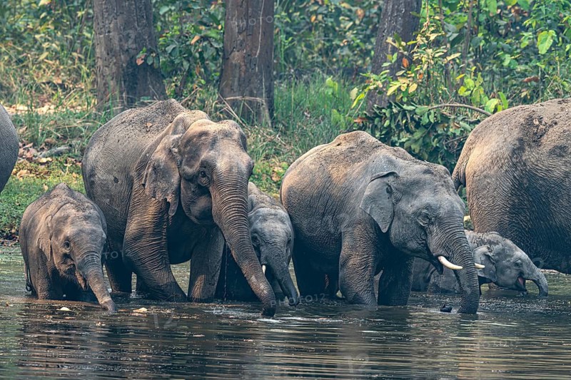 Wild elephant herd with young animals at watering hole, Asian elephant, Elephas maximus, Bardia National Park, jungle, jungle, Nepal