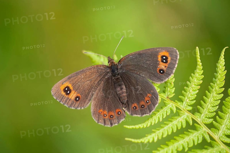 Scots argus butterfly (Erebia aethiops) adult insect on a bracken leaf in summer, Scotland, United Kingdom