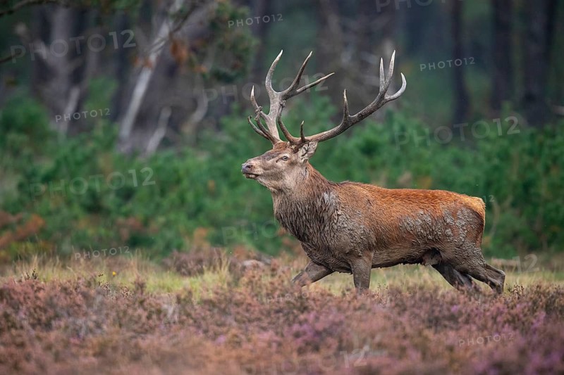 Red deer (Cervus elaphus), rut, Hoenderloo, Gelderland, Netherlands