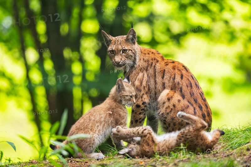 Eurasian lynx (Lynx lynx) mother with her youngsters (cubs) in a forest, Bavaria, Germany