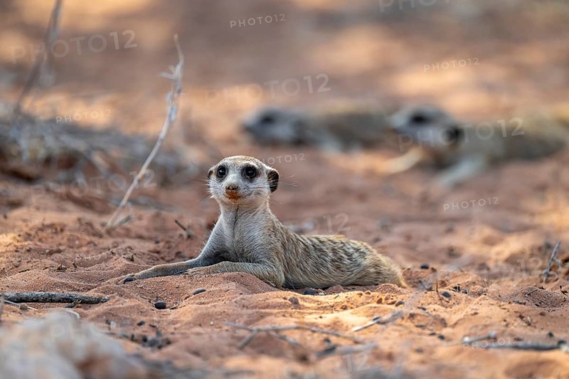 Reclining meerkat (Suricatta suricata), Kgalagadi Transfrontier Park, Northern Cape, South Africa