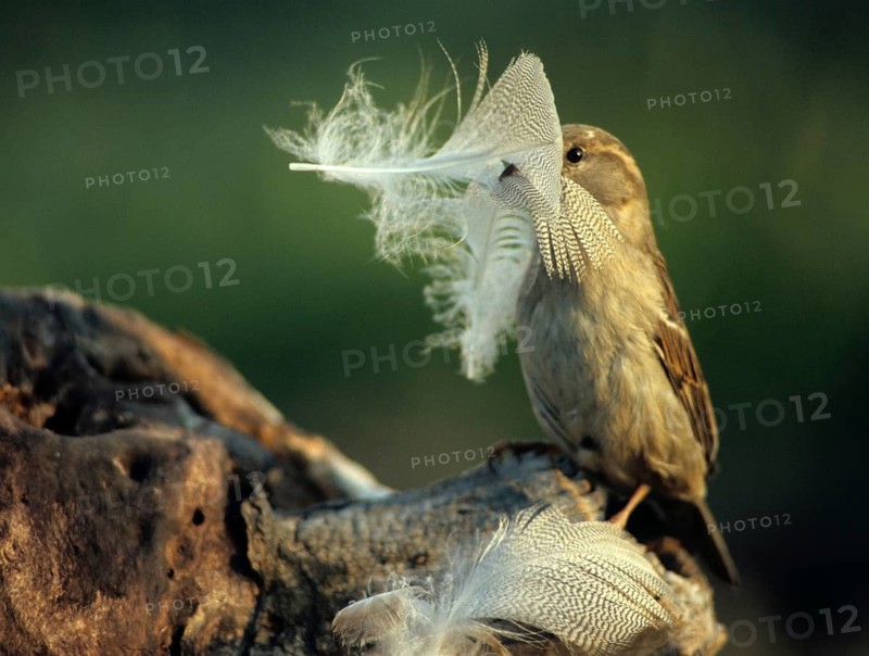 House Sparrow, Passer Domesticus, Sparrow, Birds, Female, Leo, Nest Building, Passeri, Songbirds, Sparrow, Sparrow, Sparrow, Sparrow, Sparrow, Sparrow, Sparrow, Birds, Female